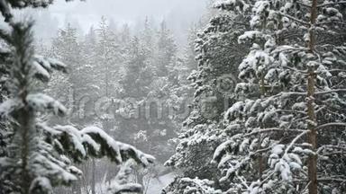 针叶林冬季降雪。 柔和的白雪皑皑的圣诞节早晨，降雪缓慢。 视频